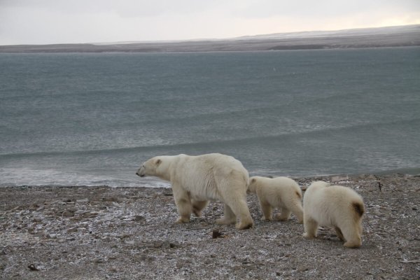 Национальный парк русская Арктика Архангельская область