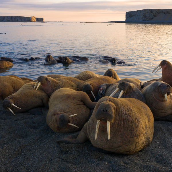 Парк русская Арктика Архангельск