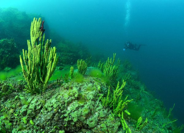 Синезелёные водоросли Байкала