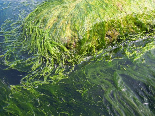 Спирогира водоросль