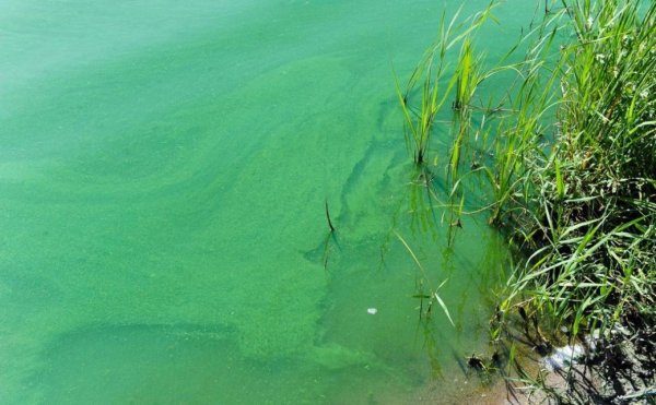 Цветение воды цианобактерии