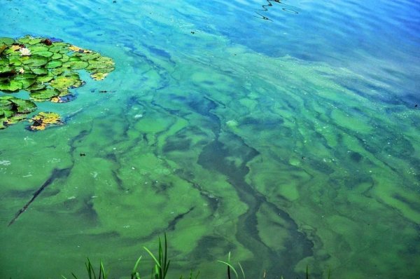 Blue Green algae