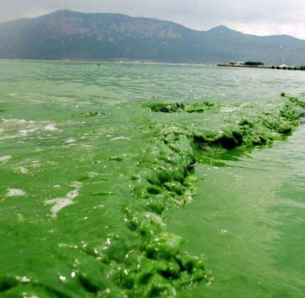 Великие американские озера эвтрофикация