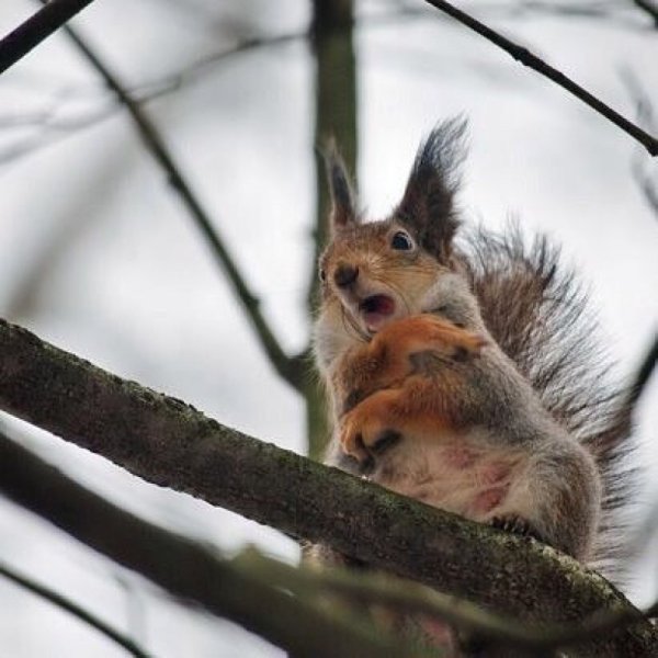 Безумная белка