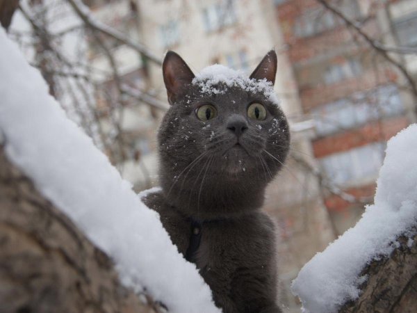 Зимние коты