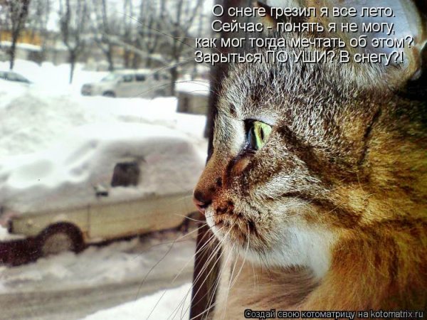 В такую погоду хороший хозяин