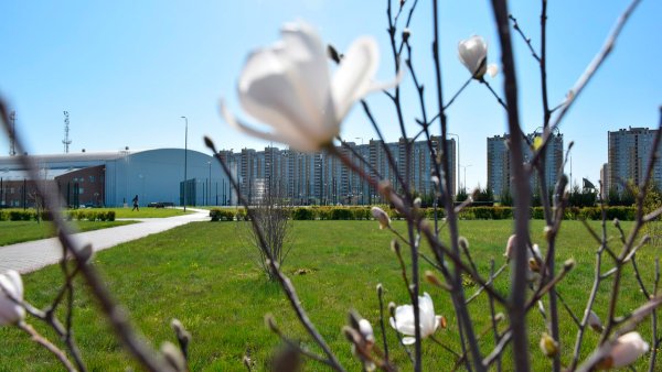 Растения в Олимпийском парке