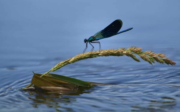 Стрекоза ручейник
