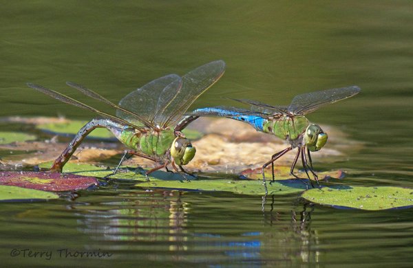 Стрекоза Речная