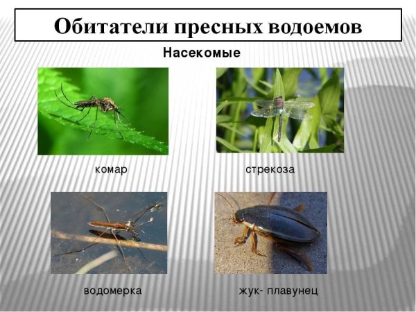 Насекомые обитающие в пресных водоемах