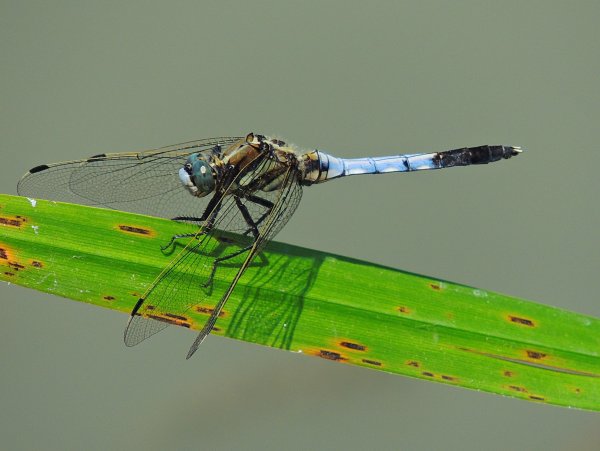 Крылышки для мушки Стрекоза