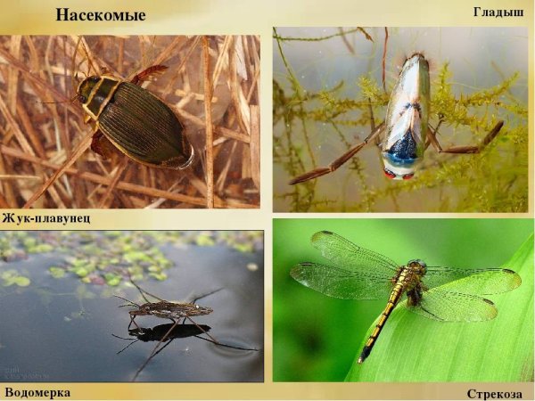 Водомерка Жук плавунец