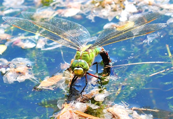 Стрекоза Дозорщик Император