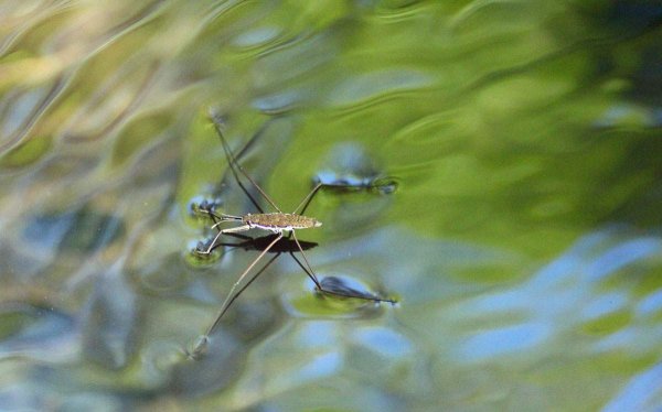 Водомерка Прудовая