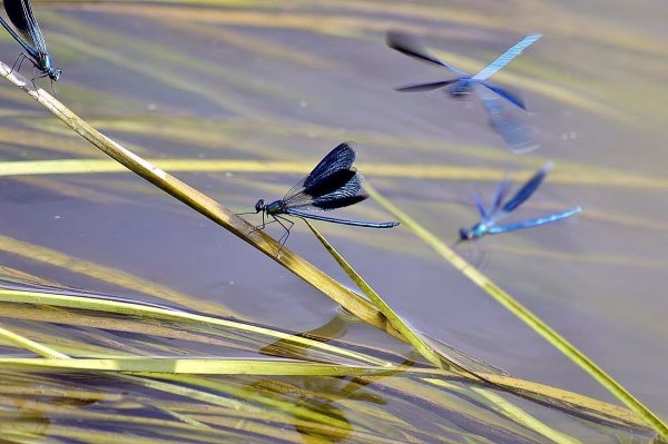 Стрекозы над озером