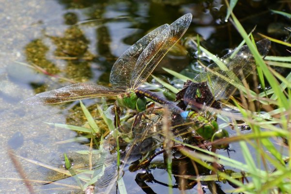 Обитатели пресноводных водоемов
