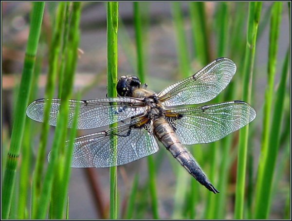 Насекомые водоемов