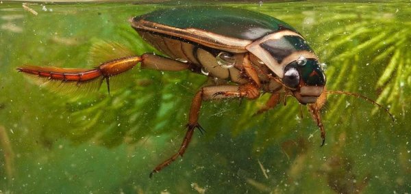 Жук плавунец