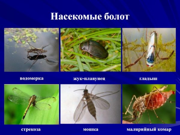 Насекомые болота