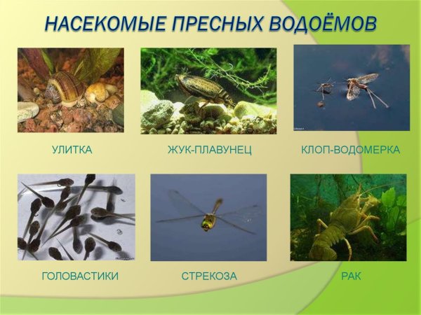 Обитатели пресных вод
