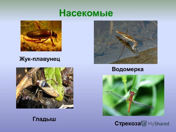 Жук плавунец Тип развития