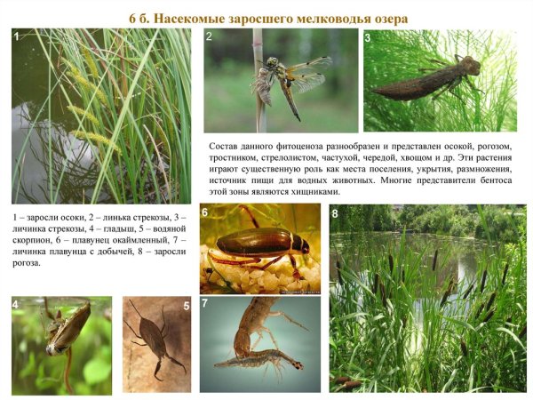 Насекомые пресных водоемов