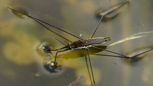 Водяной клоп — Водомерка