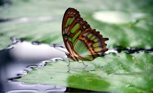 Бабочка над водой