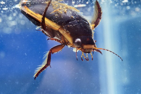 Жук плавунец Гладыш