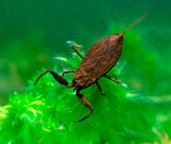 NEPA cinerea (обыкновенный водяной Скорпион)