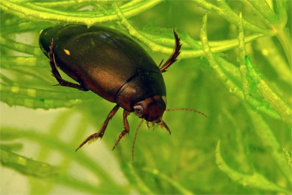 Жук плавунец