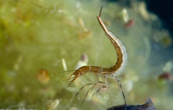 Насекомые водоемов