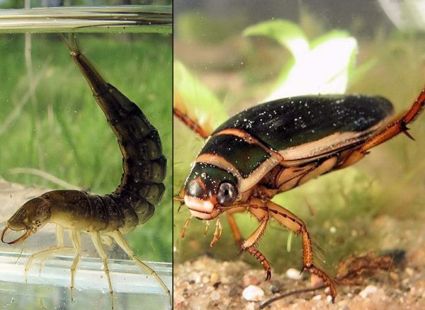 Жук-плавунец окаймленный