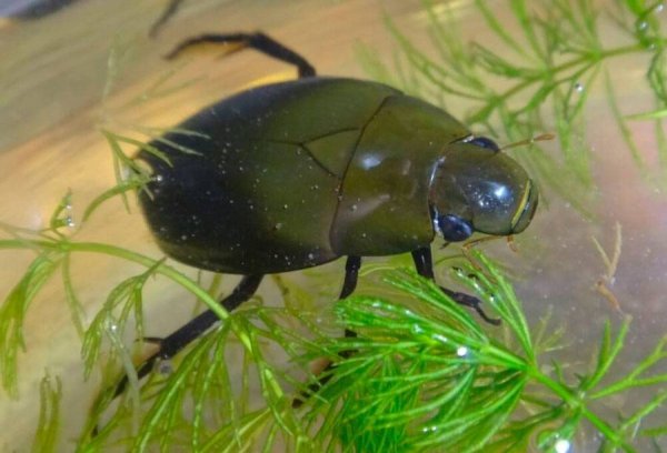 Жук-плавунец окаймленный