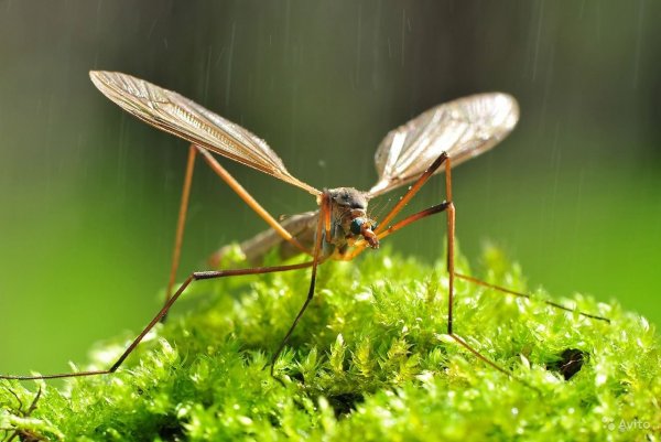 Болотный комарик