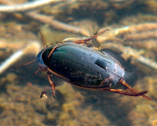 Жук вертячка