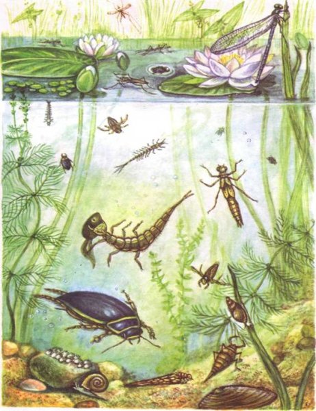 Обитатели пруда