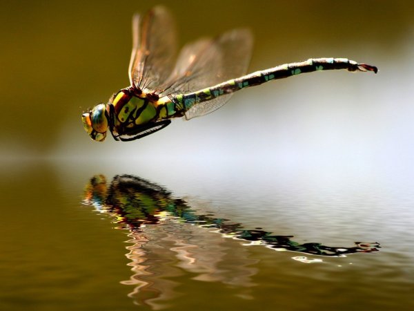 Стрекозы над озером