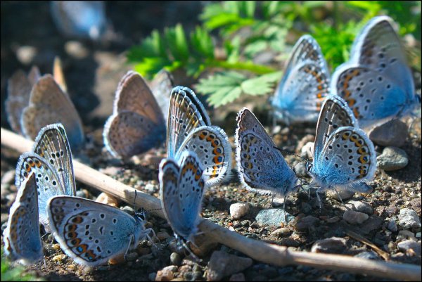 Бабочка голубянка кавказский заповедник