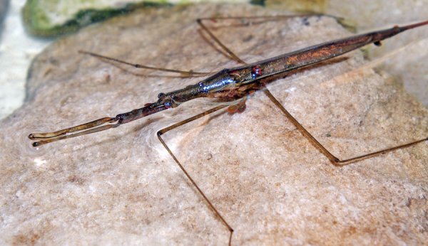 Ранатра палочковидная (Ranatra linearis)