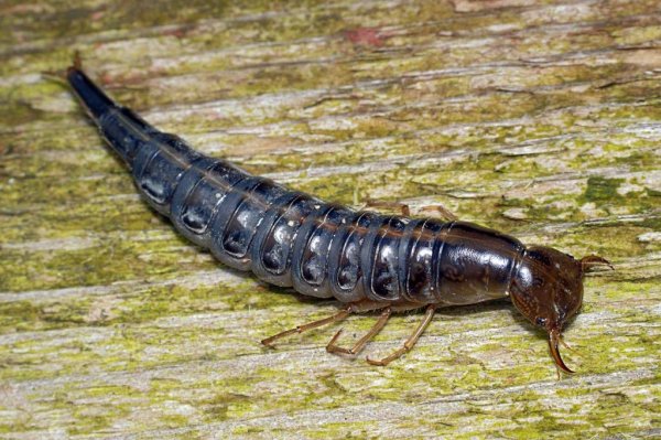 Личинка жука плавунца