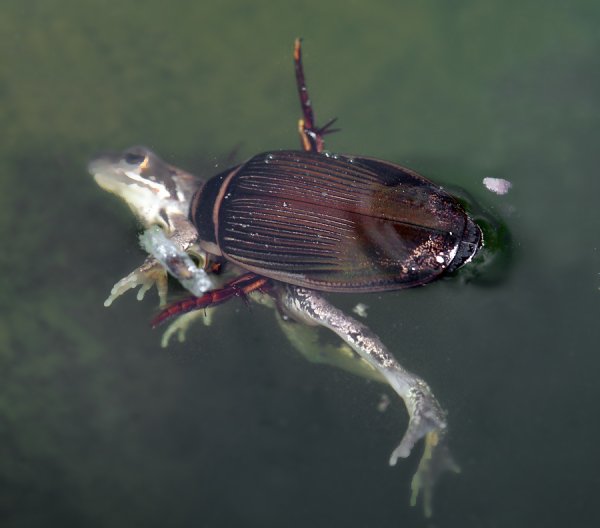 Водяной Жук-плавунец