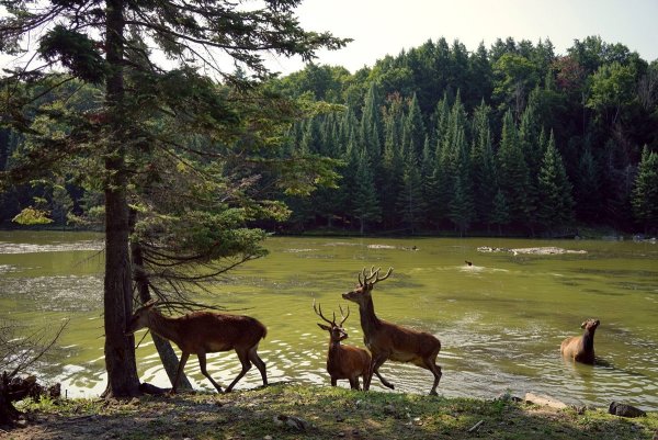 Олень у реки