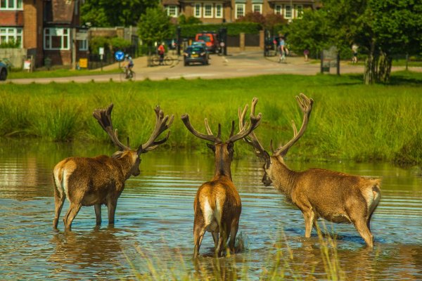 Олень у реки