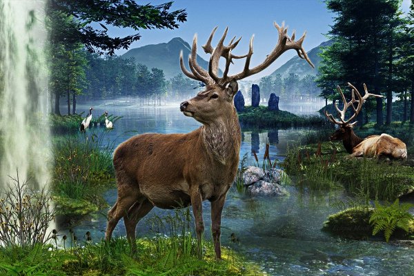 Олень в лесу высокое качество