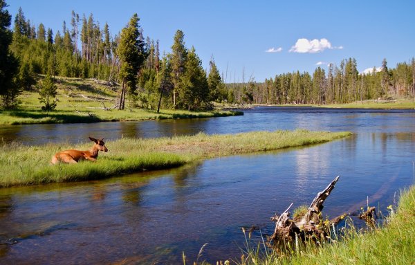 Река олень в Киреевске