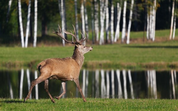 Речной олень
