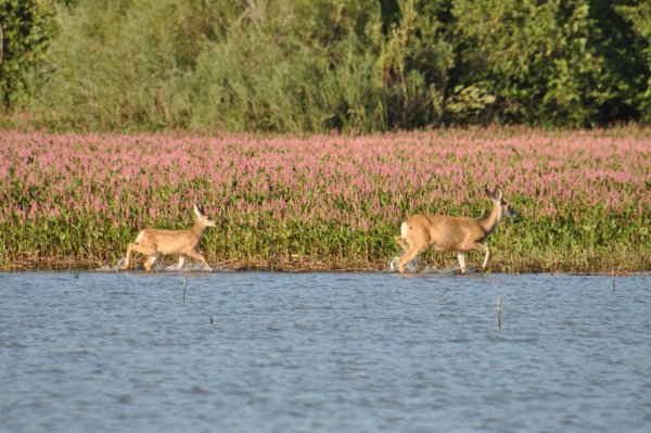 Олени озеро