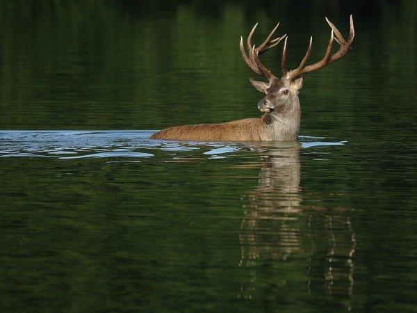 Олень плывет
