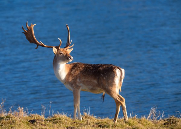 Олень в природе